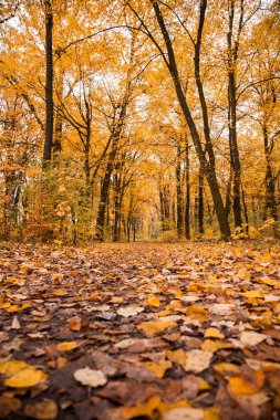 Renkli yapraklar. Derin ışık. Düşen yapraklar. Dolambaçlı yollar. Açık hava için mükemmel. Ormanda ışık ve gölge. Sarı, yeşil ve turuncu ağaçlar. Berlin. Yaz sonu ve sonbahar. Sabahları yürüyorum. gündoğumu. güneş ışığı.
