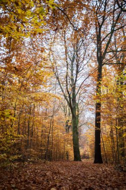 Renkli yapraklar. Derin ışık. Düşen yapraklar. Dolambaçlı yollar. Açık hava için mükemmel. Ormanda ışık ve gölge. Sarı, yeşil ve turuncu ağaçlar. Berlin. Yaz sonu ve sonbahar. Sabahları yürüyorum. gündoğumu. güneş ışığı.
