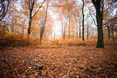 Renkli yapraklar. Derin ışık. Düşen yapraklar. Dolambaçlı yollar. Açık hava için mükemmel. Ormanda ışık ve gölge. Sarı, yeşil ve turuncu ağaçlar. Berlin. Yaz sonu ve sonbahar. Sabahları yürüyorum. gündoğumu. güneş ışığı.