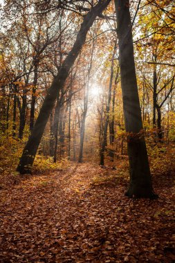 Renkli yapraklar. Derin ışık. Düşen yapraklar. Dolambaçlı yollar. Açık hava için mükemmel. Ormanda ışık ve gölge. Sarı, yeşil ve turuncu ağaçlar. Berlin. Yaz sonu ve sonbahar. Sabahları yürüyorum. gündoğumu. güneş ışığı.