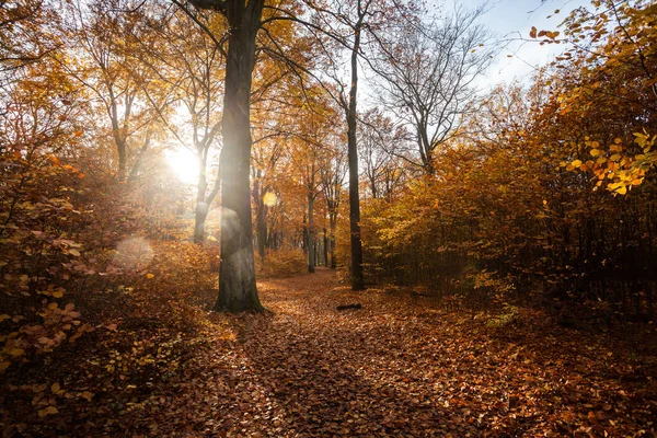 Kleurrijk Blad Diep Licht Vallende Bladeren Kronkelende Paden Perfect Buitenweer — Stockfoto