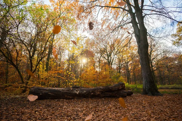 Kleurrijk Blad Diep Licht Vallende Bladeren Kronkelende Paden Perfect Buitenweer — Stockfoto