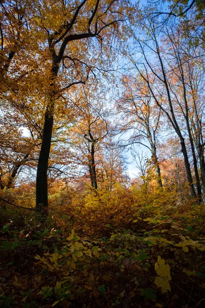 Kleurrijk Blad Diep Licht Vallende Bladeren Kronkelende Paden Perfect Buitenweer — Stockfoto