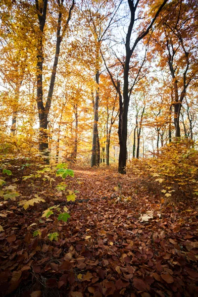 Kleurrijk Blad Diep Licht Vallende Bladeren Kronkelende Paden Perfect Buitenweer — Stockfoto