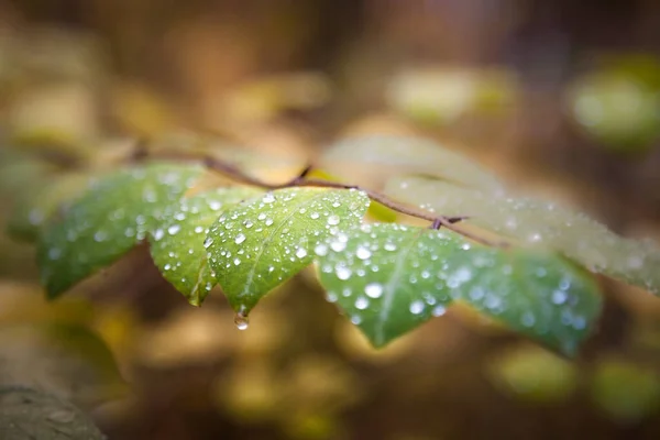 Färgglada Lövverk Djupt Ljus Fallande Löv Slingrande Vägar Perfekt Väder — Stockfoto