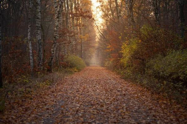 Färgglada Lövverk Djupt Ljus Fallande Löv Slingrande Vägar Perfekt Väder — Stockfoto