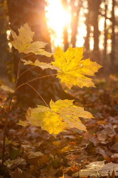 カラフルな葉 深い光だ 落ち葉 曲がりくねった道だ 完璧な屋外天気 森の中の光と影 オレンジの木 ベルリンだ 夏も秋も遅い 朝の散歩だ — ストック写真
