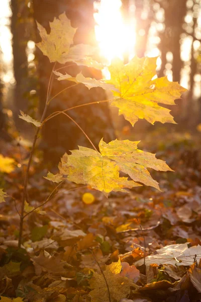 Buntes Laub Tiefes Licht Fallende Blätter Verschlungene Pfade Perfektes Outdoor — Stockfoto