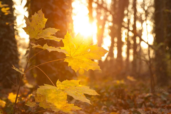 Buntes Laub Tiefes Licht Fallende Blätter Verschlungene Pfade Perfektes Outdoor — Stockfoto