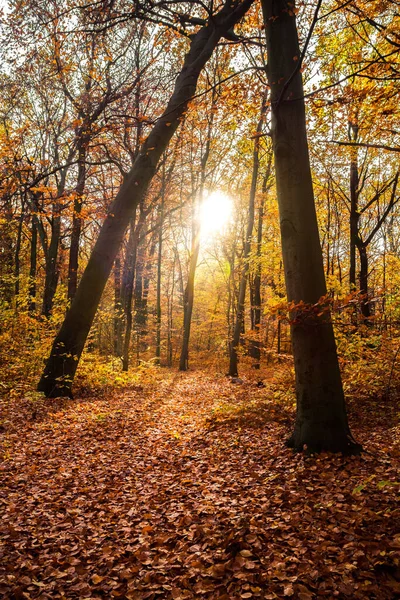 カラフルな葉 深い光だ 落ち葉 曲がりくねった道だ 完璧な屋外天気 森の中の光と影 オレンジの木 ベルリンだ 夏も秋も遅い 朝の散歩だ — ストック写真