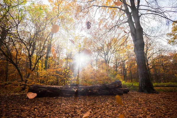 Follaje Colorido Luz Profunda Hojas Que Caen Caminos Sinuosos Clima — Foto de Stock