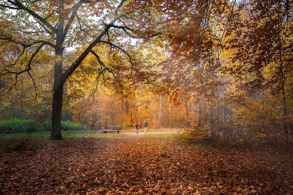 Kleurrijk Blad Diep Licht Vallende Bladeren Kronkelende Paden Perfect Buitenweer — Stockfoto