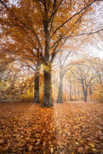 colourful foliage. deep light. falling leaves. winding paths. perfect outdoor weather. light and shadow in the forest. yellow, green and orange trees.  Berlin. late summer and autumn. walking at the morning. sunrise. sunlight.