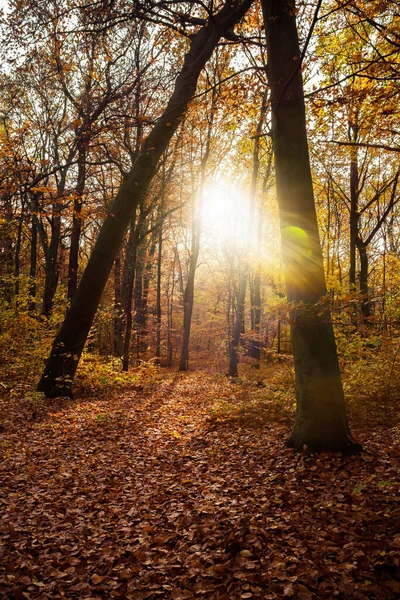 Follaje Colorido Luz Profunda Hojas Que Caen Caminos Sinuosos Clima — Foto de Stock