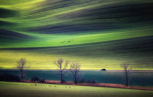 Зелені прокатні пагорби в сонячний день з оленями на луках і машиною, що їде по дорозі — стокове фото