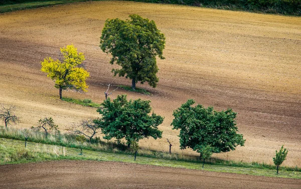 Stromy mezi zvlněné pahorky jižní Moravy, Česká republika — Stock fotografie