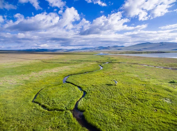Εναέρια βολή του αλόγου κοντά στο όμορφο σγουρό ποτάμι μεταξύ των πράσινων λιβαδιών στη Σιβηρία — Φωτογραφία Αρχείου