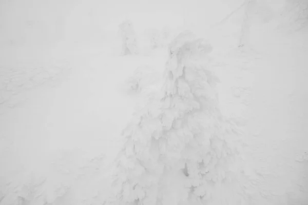 Kar canavarlar alan dağ Zao, Japonya . — Stok fotoğraf