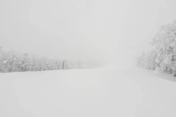 Árvore coberta de neve no dia da tempestade de inverno nas montanhas da floresta — Fotografia de Stock