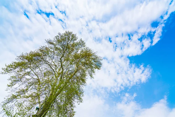 Schöne Bäume verzweigen sich am blauen Himmel . — Stockfoto