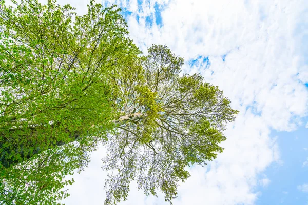 Schöne Bäume verzweigen sich am blauen Himmel . — Stockfoto