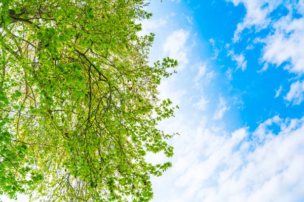 Hermosos árboles se ramifican en cielo azul  . — Foto de Stock