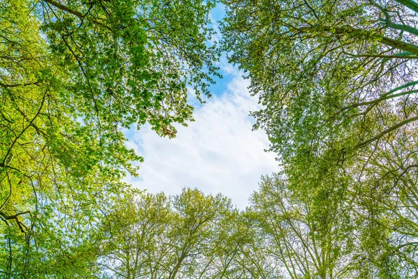 Gyönyörű fák ág a kék ég . — Stock Fotó