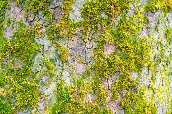 Madeira texturizada com musgo verde  . — Fotografia de Stock