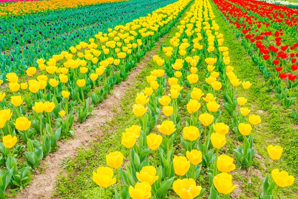 Belo buquê de tulipas na estação de primavera  . — Fotografia de Stock