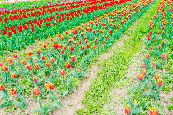 Krásnou kytici tulipánů v jarní sezóně . — Stock fotografie