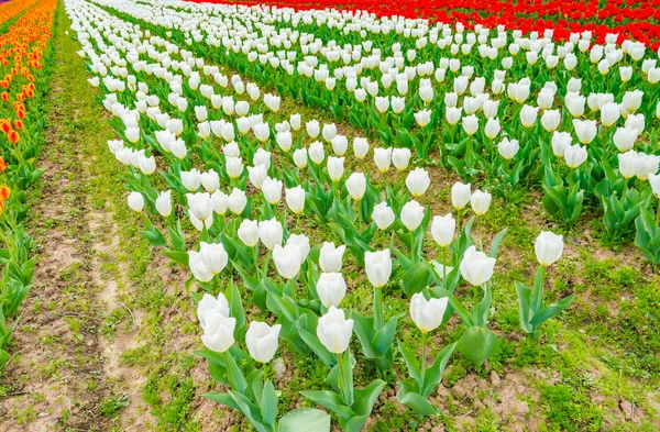 Krásnou kytici tulipánů v jarní sezóně . — Stock fotografie