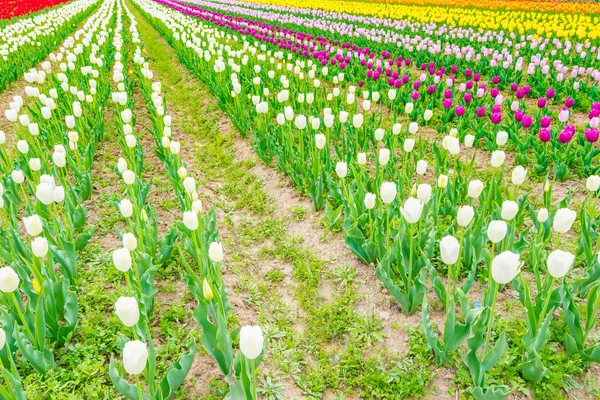 Krásnou kytici tulipánů v jarní sezóně . — Stock fotografie