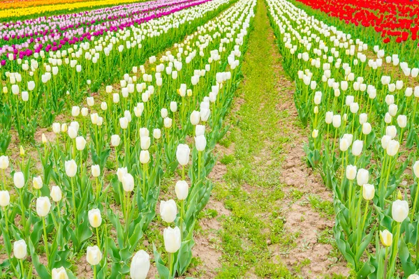 Mooi boeket tulpen in de lente seizoen . — Stockfoto