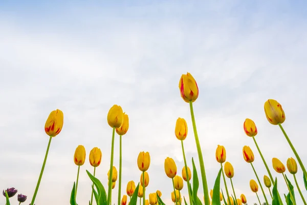 Belo buquê de tulipas na estação de primavera  . — Fotografia de Stock