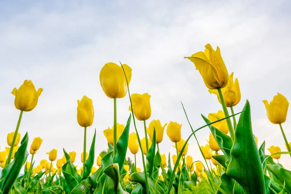 Hermoso ramo de tulipanes en temporada de primavera  . — Foto de Stock