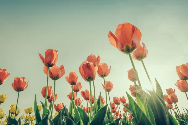 Hermoso ramo de tulipanes en temporada de primavera. (Imagen filtrada — Foto de Stock