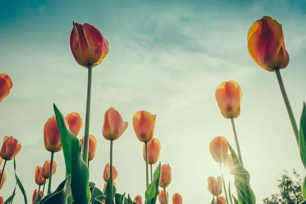 Belo buquê de tulipas na primavera. (Imagem filtrada — Fotografia de Stock