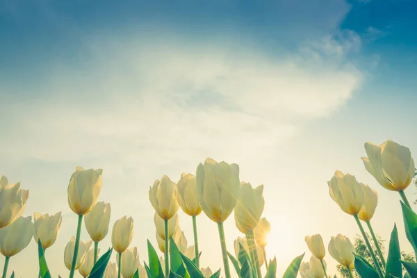 Beautiful bouquet of tulips in spring season . ( Filtered image — Stock Photo, Image