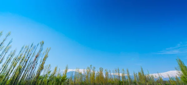 Красивые деревья и заснеженные горы Кашмира — стоковое фото