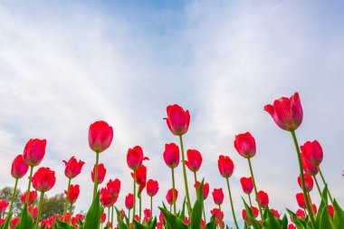 Güzel bahar sezonu Lale buketi . 