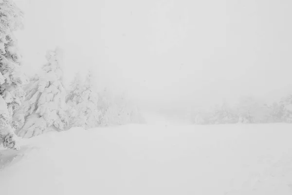 Strom pod sněhem v zimě bouře den v lese horách — Stock fotografie