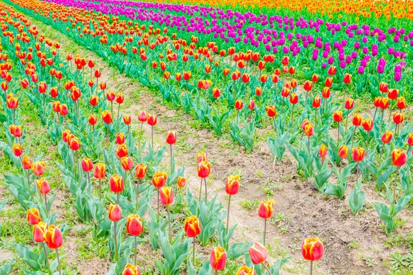 Krásnou kytici tulipánů v jarní sezóně . — Stock fotografie