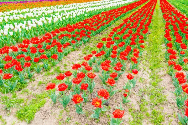 Krásnou kytici tulipánů v jarní sezóně . — Stock fotografie