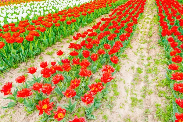 Belo buquê de tulipas na estação de primavera  . — Fotografia de Stock