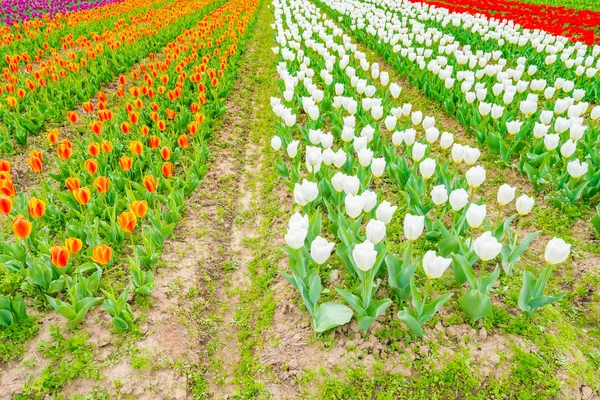 Belo buquê de tulipas na estação de primavera  . — Fotografia de Stock