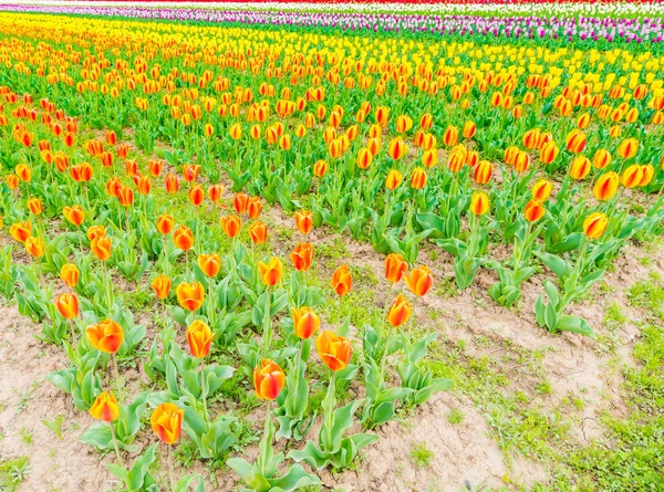 Bellissimo bouquet di tulipani nella stagione primaverile  . — Foto Stock