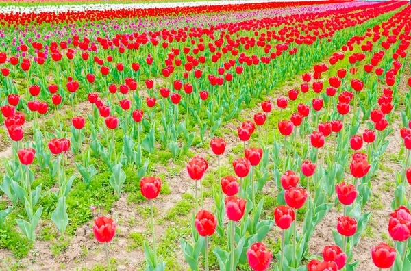 Krásnou kytici tulipánů v jarní sezóně . — Stock fotografie