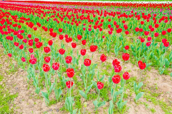 Krásnou kytici tulipánů v jarní sezóně . — Stock fotografie