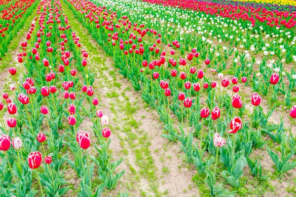 Belo buquê de tulipas na estação de primavera  . — Fotografia de Stock