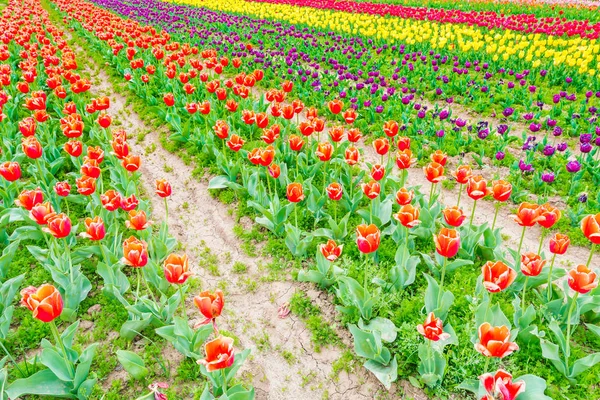 Krásnou kytici tulipánů v jarní sezóně . — Stock fotografie